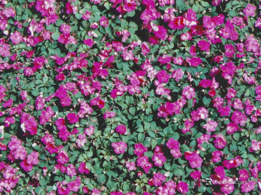 Rose red flowers bush plant background texture