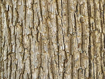 bark texture (ID:ffadg81394)