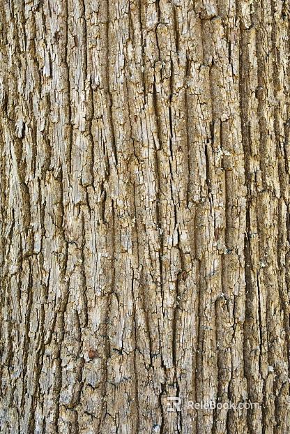 bark texture