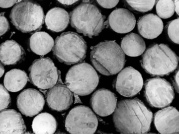 Log Cross Section Wood Raw Material texture (ID:ffaeh504216)