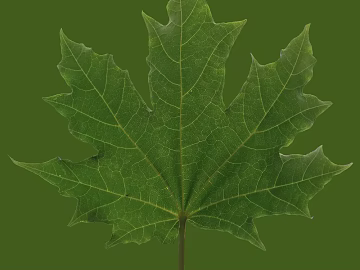 leaves texture (ID:ffhce696)