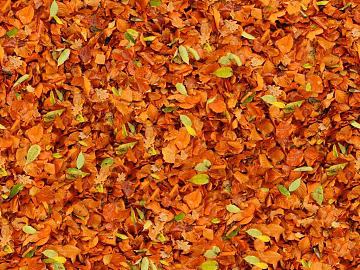 fallen leaves texture (ID:ffach358016)