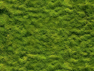 moss texture (ID:ffaeg92081)