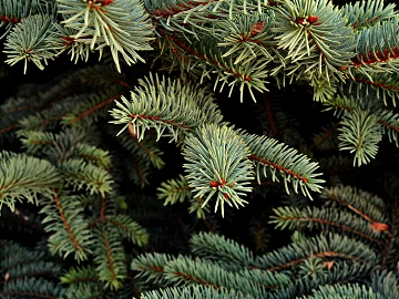 Plants texture (ID:ffaeg73247)