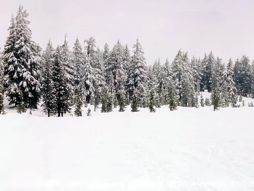 Wild Scenery texture (ID:ffaeg10662)
