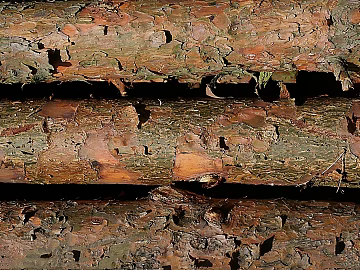 Brown-green trunk skin natural texture 3d model