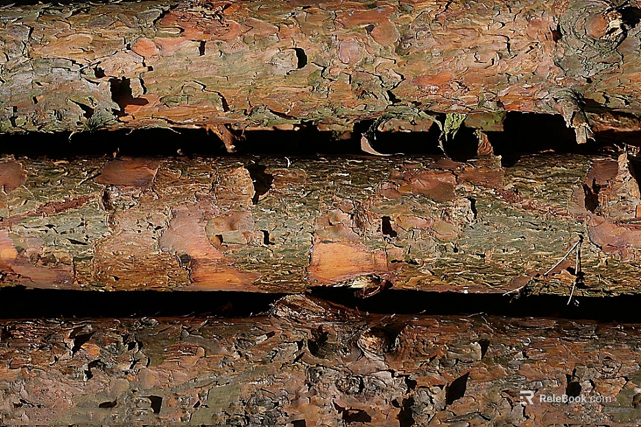 Brown-green trunk skin natural texture texture