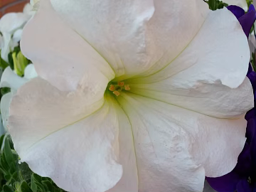 Flowers texture (ID:ffacg26969)