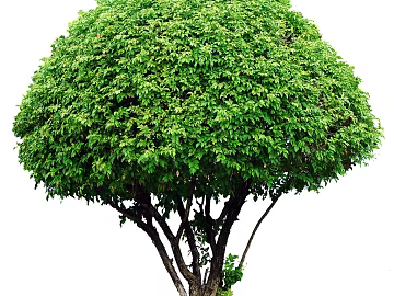 Tree texture (ID:ffabg49265)