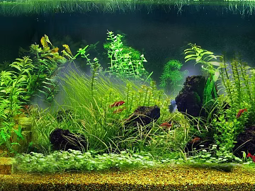 Fish tank texture (ID:ffajg61070)