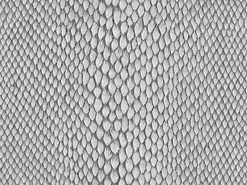 Black and White Bump 3d model