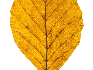 leaves texture (ID:ffach761861)