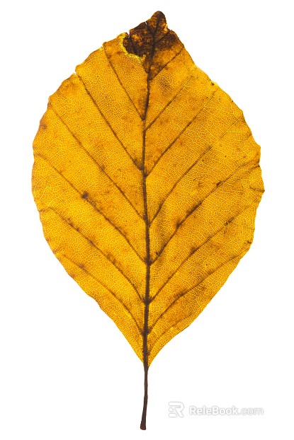 leaves texture