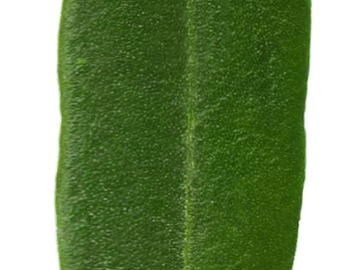 leaves 3d model