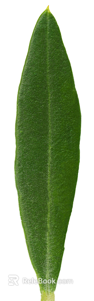leaves texture