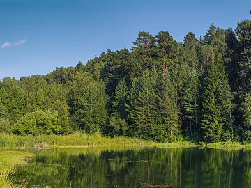 Mirror lake water forest surrounded by blue sky white clouds daytime forest lake texture (ID:ffach087263)