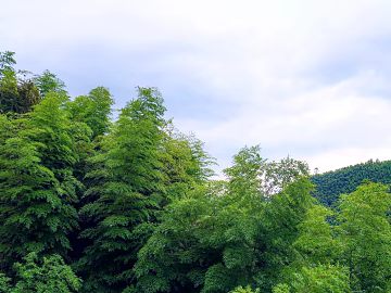 Wild Scenery texture (ID:ffajg56980)