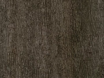 ancient tree bark texture (ID:ffhee115)