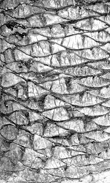 bark texture
