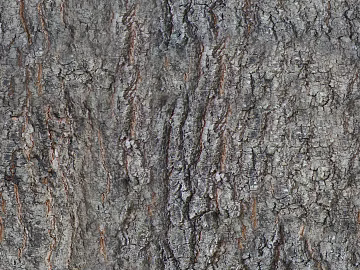bark texture (ID:ffacg54330)