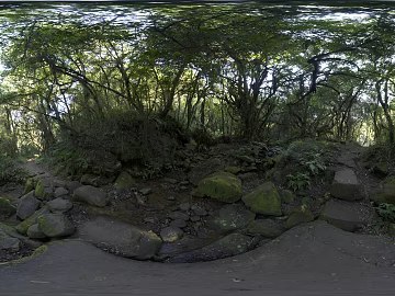 Wild Forest Daytime HDR texture (ID:ffabg30941)