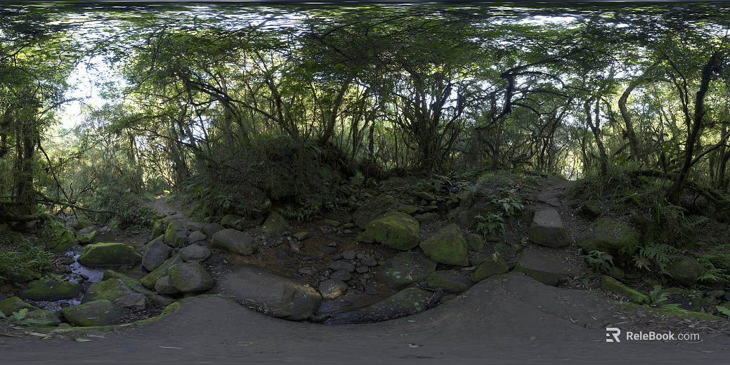 Wild Forest Daytime HDR texture