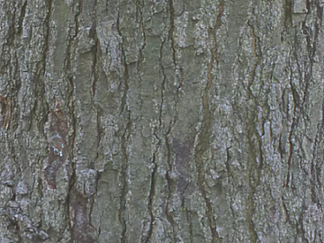 bark texture (ID:ffacg15416)