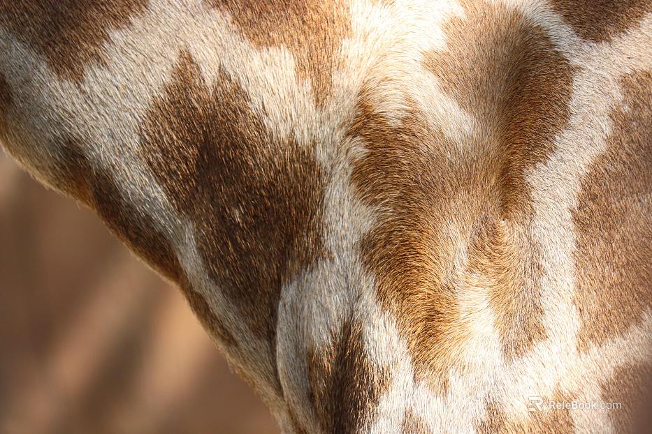 animal fur texture