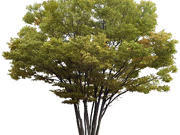 Plants texture (ID:ffacg07073)