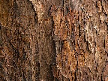 bark texture (ID:ffabg44947)