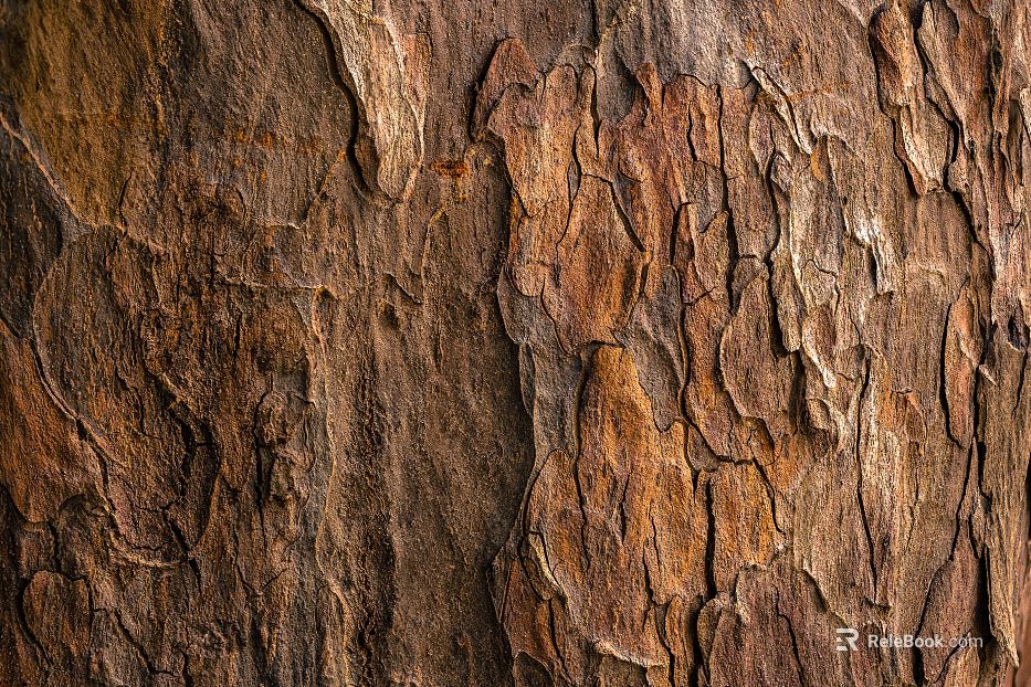 bark texture