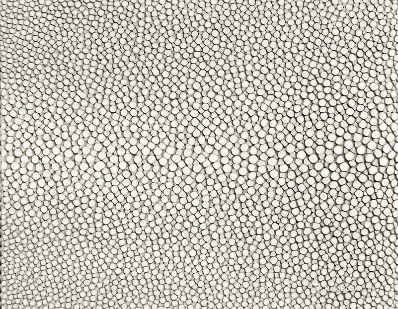 Stone Paving texture