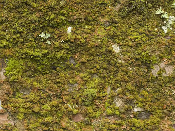 moss texture (ID:ffacg81958)
