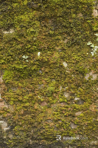 moss texture