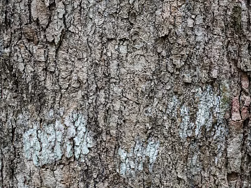 bark texture (ID:ffajg94760)