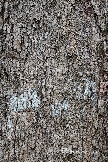 bark texture