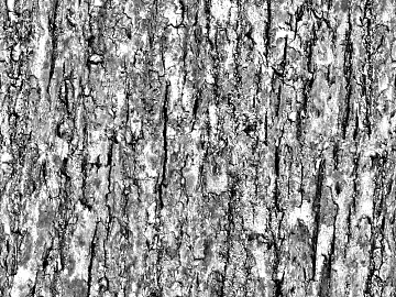 bark texture (ID:ffabg46656)