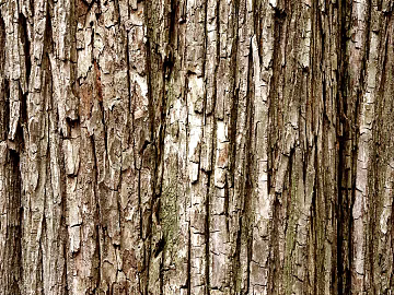 bark texture (ID:ffaeg18777)