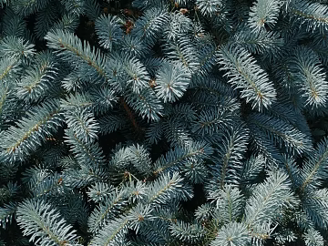 Plants texture (ID:ffaeg14077)