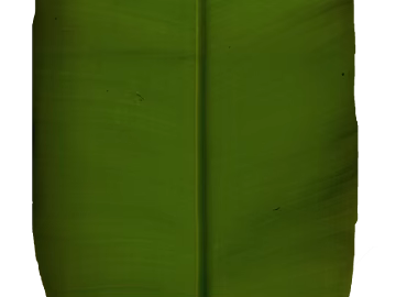 Green broadleaf natural decorative material texture (ID:ffaeh778732)