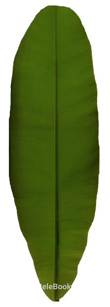 Green broadleaf natural decorative material texture