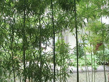 Bamboo texture (ID:ffacg59496)