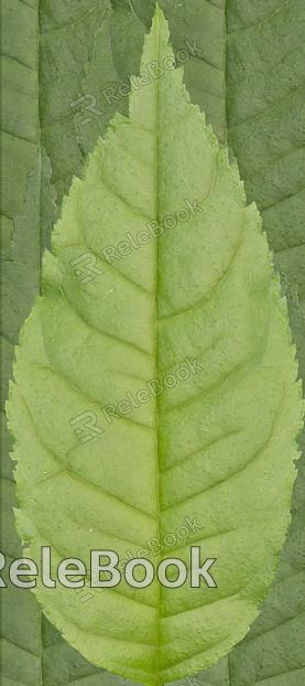 A dense cluster of lush, green leaves with vibrant hues, tightly packed and overlapping, forming a rich, textured foliage canopy.