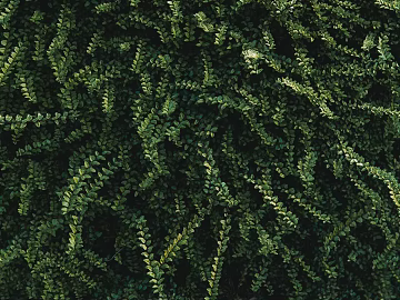 Plants texture (ID:ffagg33893)