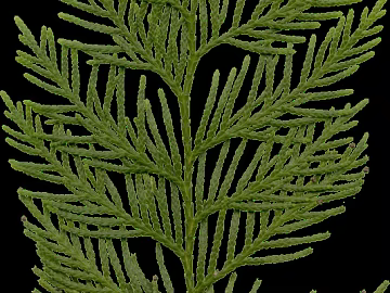 Plants texture (ID:ffaeg50727)