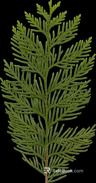 Plants texture