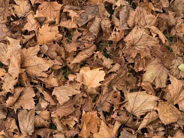 fallen leaves 3d model