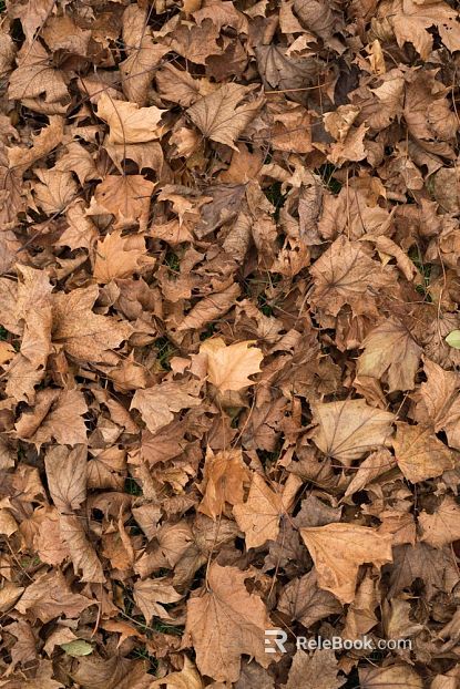 fallen leaves texture