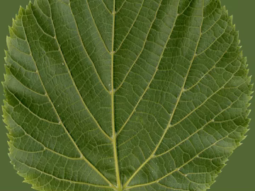 Green Leaf Nature Plant Map texture (ID:ffaeh452582)