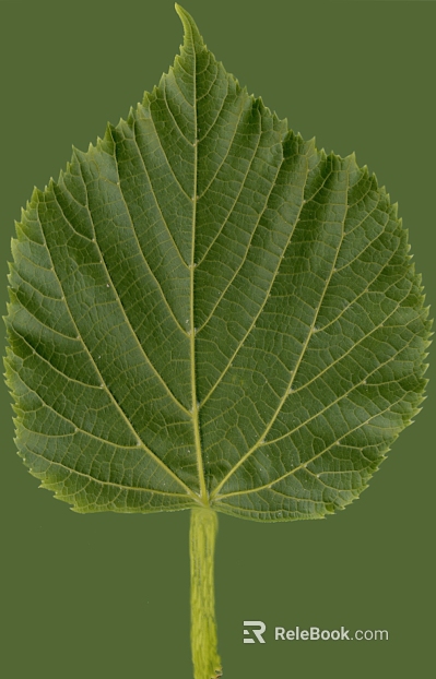 Green Leaf Nature Plant Map texture